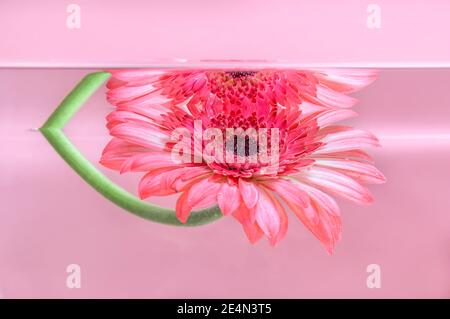 Rosa Gerbera oder barberton Gänseblümchen Blume unter Wasser auf pastellrosa Hintergrund. Milchbad, Beauty Spa, Entspannung oder Wellness-Behandlung. Jugend, Neulinge Stockfoto