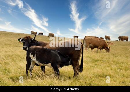 Eine Mutterkuh Aubrac Rasse, mit ihrem Kalb auf einem Feld auf einer Alm. Stockfoto