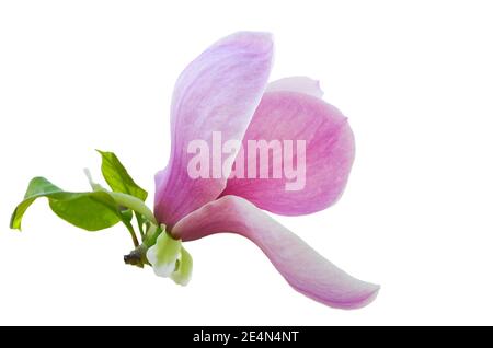 Blühende Magnolie isoliert auf weißem Hintergrund, rosa Blume aus nächster Nähe Stockfoto