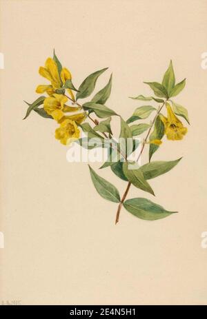 Mary Vaux Walcott - Gelbe Jessamine (Gelsemium sempervirens) Stockfoto