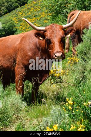 Schöne Salers Kuh, es ist eine Bergkuh für die Herstellung von Käse. Stockfoto