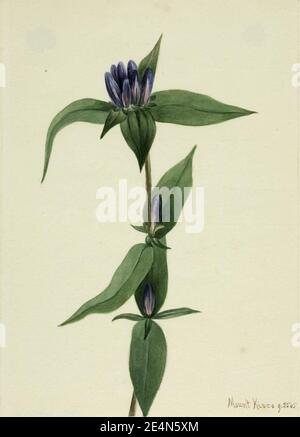 Mary Vaux Walcott - Flasche Enzian (Gentiana saponaria) Stockfoto