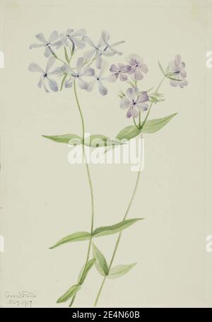 Mary Vaux Walcott - Blue Phlox (Phlox divaricata) Stockfoto