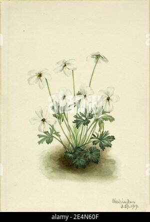 Mary Vaux Walcott - Pansy Violet (Viola pedata) Stockfoto