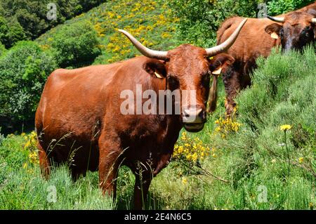 Schöne Salers Kuh, es ist eine Bergkuh für die Herstellung von Käse. Stockfoto