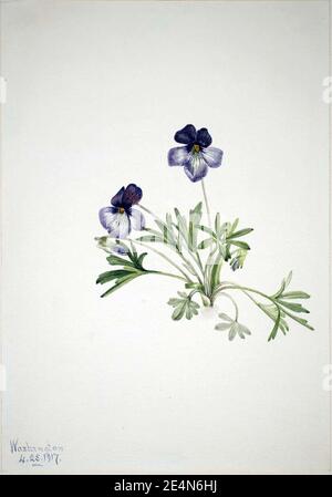 Mary Vaux Walcott - Vogelfuss Violett (Viola pedata) Stockfoto