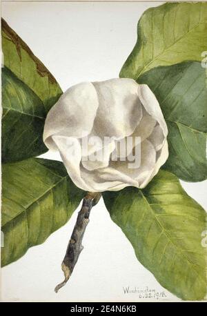 Mary Vaux Walcott - Southern Magnolia (Magnolia grandiflora) Stockfoto