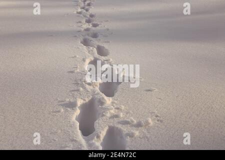 Fußspuren im Tiefschnee Stockfoto