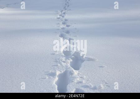 Fußspuren im Tiefschnee Stockfoto