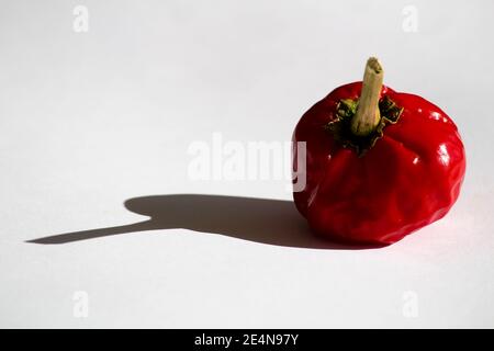 Spanischer roter Pfeffer auf weißem Hintergrund unter der Sonne Stockfoto