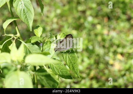 Eine hellbraune Farbe Zitrone Stiefmütterchen Schmetterling ruht auf Chili Pflanzenblatt Stockfoto