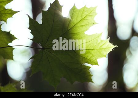 Ahornblatt im Sonnenlicht im Wald Stockfoto