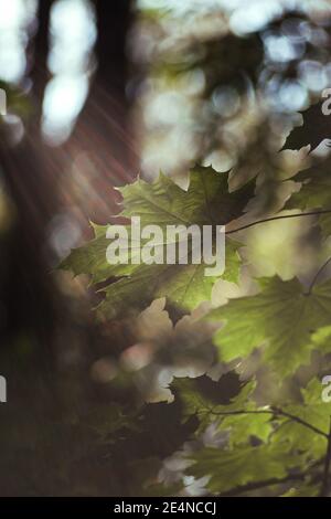 Ahornblatt im Sonnenlicht im Wald Stockfoto