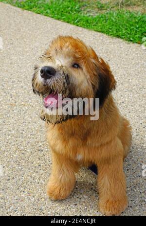 Ansicht eines weich beschichteten Wheaten Terrier Welpenhundes Stockfoto