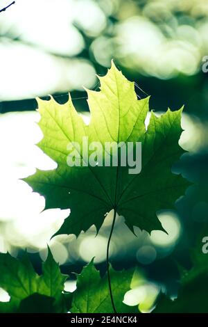 Ahornblatt im Sonnenlicht im Wald Stockfoto