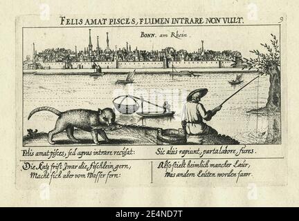 Meisner Bonn am Rhein Felis amat fische. Stockfoto