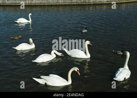 Eine Schar weißer Schwäne und Enten auf dem See an einem sonnigen Tag Stockfoto