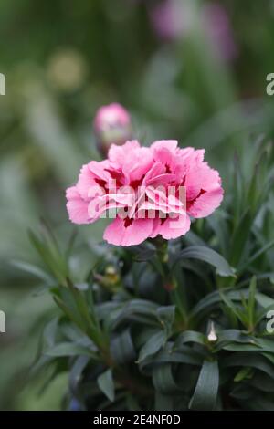 Dianthus Blumen im Frühling. Stockfoto