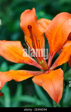 Nahaufnahme der orangen Lilie (Lilium bulbiferum) Stockfoto