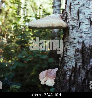 Pilze wachsen auf einer Birke im Wald Stockfoto