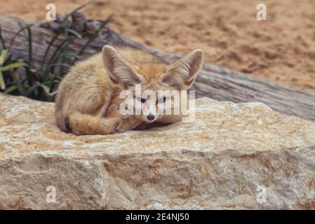 Fennec-Fuchs, Vulpes zerda, ein kleiner, in der Sahara und auf der Sinai-Halbinsel heimischer Rundfuchs, ein exotisches Tier mit ungewöhnlich großen Ohren Stockfoto