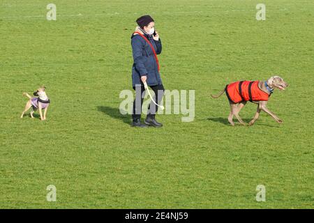 Frau, die mit ihren Hunden in einem Park läuft und Gesichtsmaske trägt, während Englands dritter nationaler Sperre im Januar 2021, London England Vereinigtes Königreich Großbritannien Stockfoto