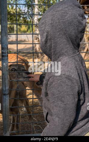 Ein kleiner Junge spielt mit einem Rehkitz, ein Hirsch sieht ein Kind an, ein wildes Tier in einem Käfig. Stockfoto