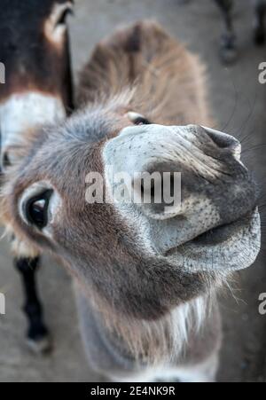 Lustige Tier schaut in die Kamera-Objektiv, Esel Nahaufnahme Gesicht, Tier Posen zur Kamera. Stockfoto