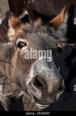 Der Esel schaut in die Kamera, das Tier ist wild, der Esel ist auf der Wiese. Stockfoto