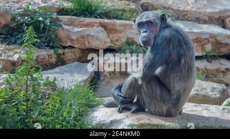 Zentralafrikanischer Schimpanse, Pan troglodytes troglodytes Porträt Stockfoto