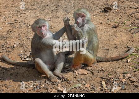 Hamadryas Baboon, Papio hamadryas. Junge Tiere spielen Stockfoto