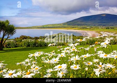 Wunderschöne Landschaft in Ventry, in der Nähe von Dingle in Irland. Sandy Bay ist zwischen Joyful dasies im Vordergrund und einem dunklen Berg auf dem Backgroun dargestellt Stockfoto