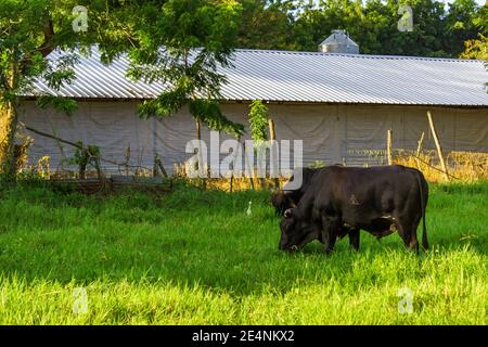 Bullen weiden auf einer Weide, mit kommerziellen Hühnerhäusern im Hintergrund, in der Nähe von El Higuerito, Dominikanische Republik. Stockfoto