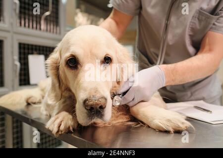 Nahaufnahme eines reinrassigen Hundes, der während des Tierarztes auf dem Tisch liegt Injektion Stockfoto