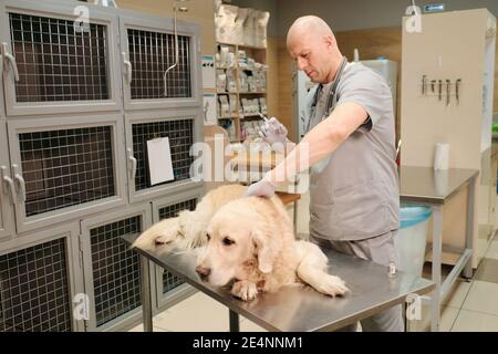 Reifer Tierarzt macht eine Impfung zu reinrassigen Hund liegen auf Der Tisch in der Tierarztklinik Stockfoto