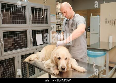 Reifer Tierarzt macht eine Impfung zu Haushund in Tierarzt Klinik Stockfoto