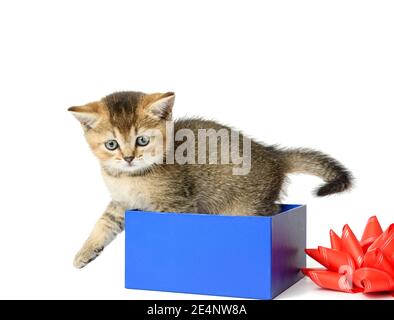 Niedliches Kätzchen der Rasse Chinchilla gerade sitzt in einer blauen Geschenkbox, weißer Hintergrund Stockfoto