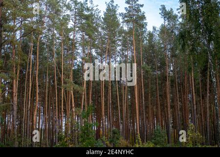 Reihe von hohen grünen Kiefern gegen den Himmel Kiefernwald. Stockfoto