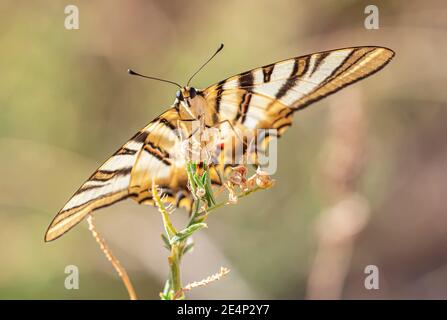 Mariposa aislada Marrón y blanca posada en una planta mostrando las alas sobre un fondo desenfocado Stockfoto