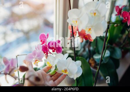 Bunte Orchideen phalaenopsis. Frau kümmert sich um Heimpflanzen . Gärtner mit weißen Blumen, die auf der Fensterbank wachsen Stockfoto