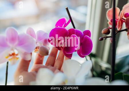 Bunte Orchideen phalaenopsis. Frau kümmert sich um Heimpflanzen . Gärtner hält lila Blumen wachsen auf Fensterbank Stockfoto