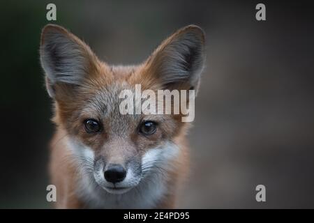 Nahaufnahme eines neugierigen jungen Fuchses im Wald Stockfoto