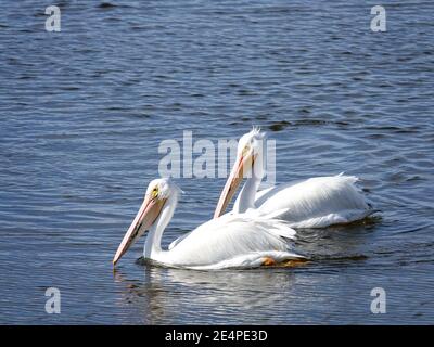 Paar amerikanische Weiße Pelikane, Pelecanus erythrorhynchos, schwimmend, schwimmend auf dem Wasser in Cedar Key, Florida, USA. Stockfoto