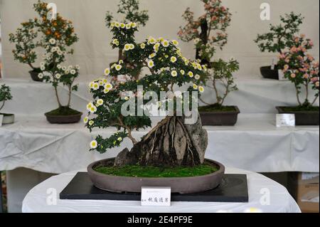 Chrysantheme Show im Hibiya-Park in Tokio Stockfoto