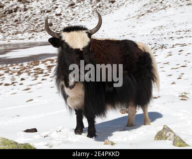 Schwarz-weißer Yak auf Schneehintergrund in Annapurna in der Nähe von Ice Lake, Nepal Stockfoto