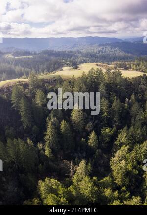 Ein gemischter immergrüner Wald bedeckt die Santa Cruz Berge südlich von San Francisco. Diese Küstenregion ist die Heimat von ausgedehnten malerischen Wäldern und Stränden. Stockfoto