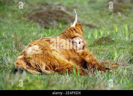 Highland Cow Reinigung selbst auf der Insel Tiree, Äußere Hebriden, Schottland, Großbritannien. Stockfoto