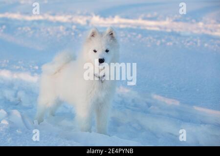Junge Hündin Samoyed, auf einem Spaziergang in einem Feld an einem Winterabend Stockfoto