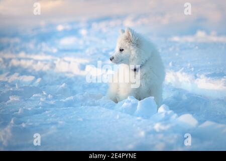 Junge Hündin Samoyed, auf einem Spaziergang in einem Feld an einem Winterabend Stockfoto