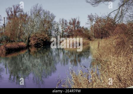 Teich in den Wäldern mit einigen Büschen im Wasser reflektiert und Sträucher, die einen Hauch von Farbe zu einem Winter-Szene hinzufügen. Stockfoto